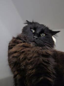 Domestic Long Hair Cats Available for Adoption in Kent, Washington - BARN CAT DONNY | PetCurious