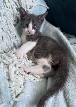 VERMAX -  Domestic Short Hair Cat for Adoption in Tustin, California - VERMAX | PetCurious