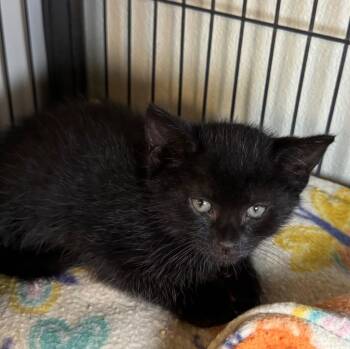 Purcee -  Domestic Short Hair Cat for Adoption in Saginaw, Michigan - Purcee | PetCurious
