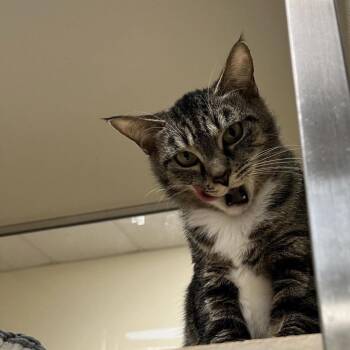 Domestic Short Hair Cats Available for Adoption in Roanoke, Virginia - Mystic | PetCurious