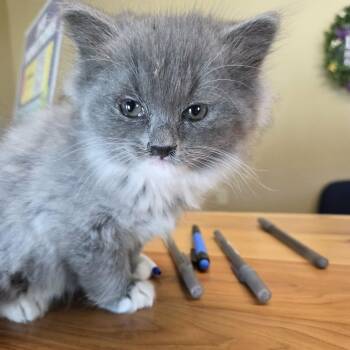 Loaf -  Domestic Long Hair Cat for Adoption in Lancaster, Kentucky - Loaf | PetCurious