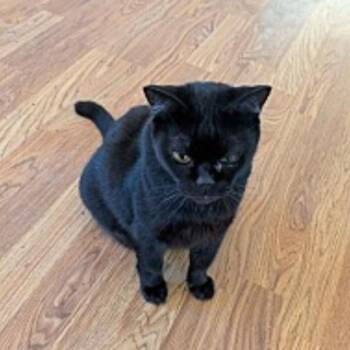 Pinkie -  Domestic Short Hair Cat for Adoption in Washougal, Washington - Pinkie | PetCurious