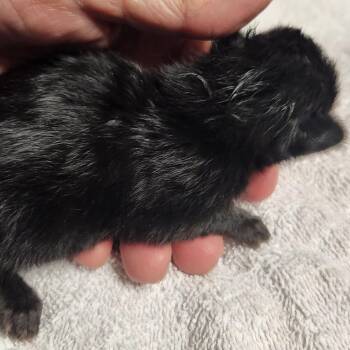 B - Corduroy -  Domestic Long Hair Cat for Adoption in Arizona City, Arizona - B - Corduroy | PetCurious