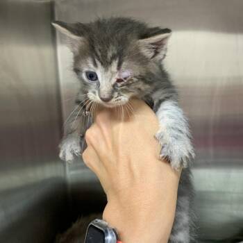Addison -  Domestic Short Hair Cat for Adoption in Morganton, North Carolina - Addison | PetCurious