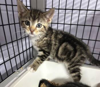 Domestic Short Hair Cats Available for Adoption in Newborn, Georgia - Slate  | PetCurious