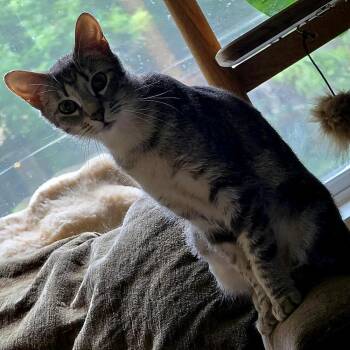 Domestic Short Hair Cats Available for Adoption in Chicago, Illinois - Flora | PetCurious