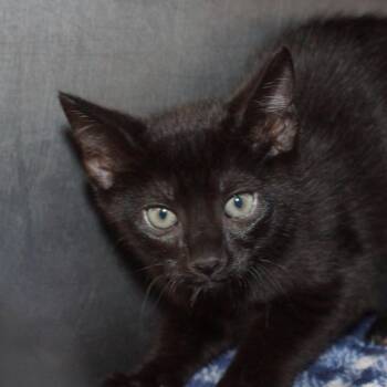 Dmitri -  Domestic Short Hair Cat Available for Adoption in West Palm Beach, Florida - Dmitri | PetCurious
