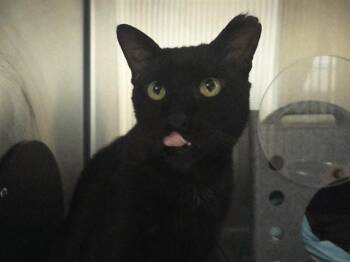 A1048001 -  Domestic Short Hair Cat for Adoption in Martinez, California - A1048001 | PetCurious