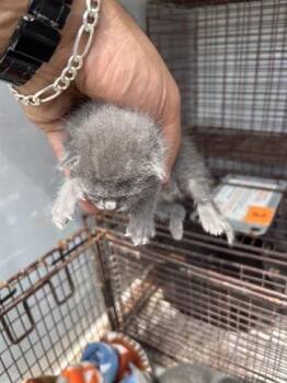 Domestic Short Hair Cats Available for Adoption in Houston, Texas - MARLOW | PetCurious