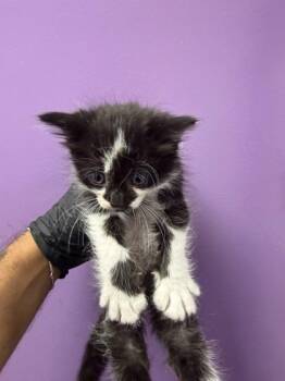 Domestic Short Hair Cats Available for Adoption in El Paso, Texas - 61039366 | PetCurious