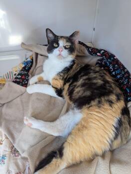 Daisy -  Domestic Short Hair Cat for Adoption in Oconto, Wisconsin - Daisy | PetCurious