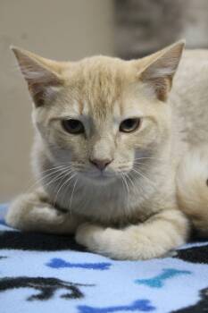 Bart -  Tabby Cat for Adoption in Portage, Wisconsin - Bart | PetCurious