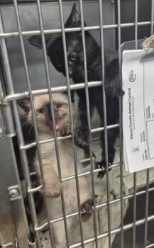Domestic Medium Hair Cats Available for Adoption in Decatur, Illinois - SALT | PetCurious