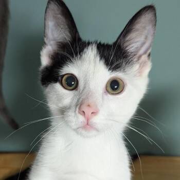 Fumage aka FuFu -  Domestic Short Hair Cat for Adoption in Shippenville, Pennsylvania - Fumage Aka FuFu | PetCurious