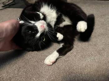 Tormenta -  Domestic Short Hair Cat for Adoption in Pittsburgh, Pennsylvania - Tormenta | PetCurious