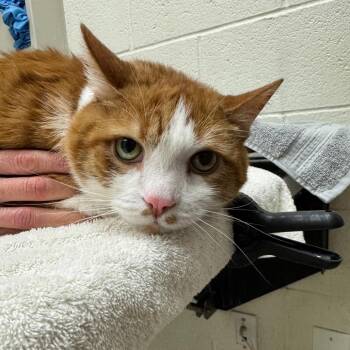 Mr. Henry -  Domestic Short Hair Cat for Adoption in Murray, Utah - Mr. Henry | PetCurious
