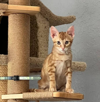 Rescue Domestic Short Hair Cats for Adoption in West Palm Beach, Florida - Jerry | PetCurious