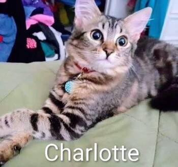 Charlotte - Rancho Cucamonga PetSmart -  Domestic Medium Hair Cat for Adoption in Yorba Linda, California - Charlotte - Rancho Cucamonga PetSmart | PetCurious