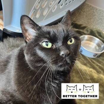 Domestic Short Hair Cats Available for Adoption - Belize | PetCurious