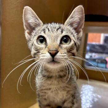 Luigi -  Domestic Short Hair Cat for Adoption in Sonora, California - Luigi | PetCurious