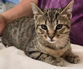 Juniper -  Domestic Short Hair Cat for Adoption in Murphysboro, Illinois - Juniper | PetCurious