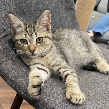 Rescue Domestic Short Hair Cats for Adoption in Los Angeles, California - Timmy | PetCurious