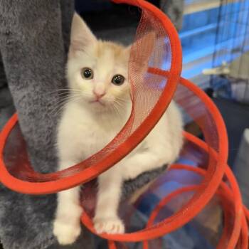 Mac -  Domestic Short Hair Cat for Adoption in Union, Missouri - Mac | PetCurious