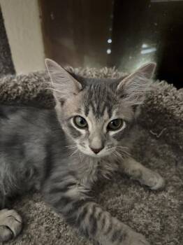Spartacus -  Domestic Short Hair Cat for Adoption in Phoenix, Arizona - Spartacus | PetCurious