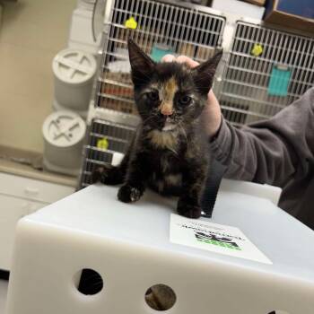 Kiwi 26-06-129 -  Domestic Short Hair Cat for Adoption in Bastrop, Texas - Kiwi 26-06-129 | PetCurious