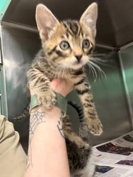 Leonardo Dicatrio -  Domestic Short Hair Cat for Adoption in Belton, Texas - Leonardo Dicatrio | PetCurious