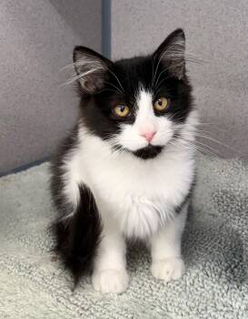 Happy -  Domestic Medium Hair Cat for Adoption in Gardnerville, Nevada - Happy | PetCurious