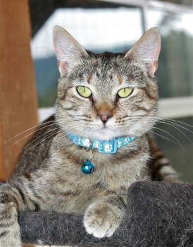 Rescue Domestic Short Hair and Tabby Cats for Adoption in Attalla, Alabama - Estella | PetCurious