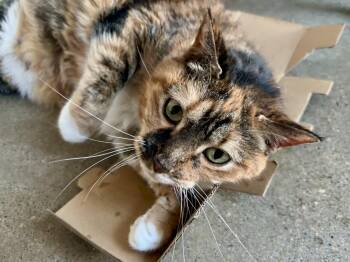 Tortoiseshell Cats Available for Adoption in Shenandoah, Iowa - Maude | PetCurious