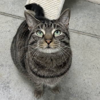 Rescue Tabby Cats for Adoption in Cincinnati, Ohio - Miss Tedi | PetCurious
