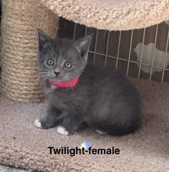 Domestic Medium Hair Cats Available for Adoption in Crystal Lake, Illinois - Twilight | PetCurious