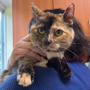 Uwu -  Domestic Short Hair Cat for Adoption - Uwu | PetCurious