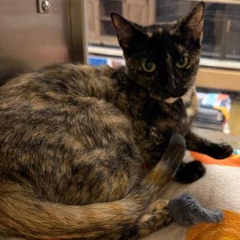 Fran-ches-cat -  Domestic Short Hair Cat for Adoption in Hemet, California - Fran-ches-cat | PetCurious