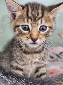 Chip -  Domestic Short Hair Cat for Adoption in Carthage, Missouri - Chip | PetCurious