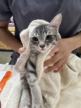 Forester -  Domestic Short Hair Cat for Adoption in Sacramento, California - Forester | PetCurious