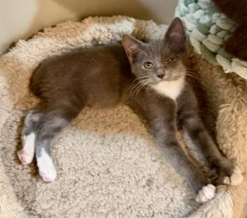 Macy -  Domestic Medium Hair Cat for Adoption in East Hanover, New Jersey - Macy | PetCurious