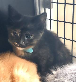 Belladonna -  Domestic Short Hair Cat Available for Adoption in Albemarle, North Carolina - Belladonna | PetCurious