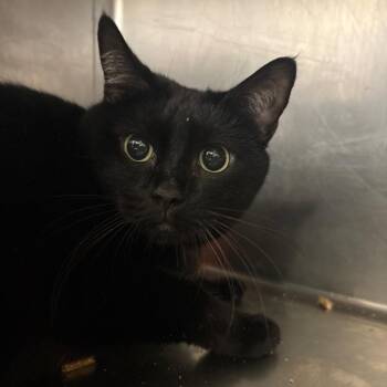 Mini -  Domestic Long Hair Cat for Adoption in Spokane, Washington - Mini | PetCurious