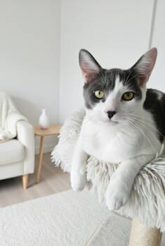 Rescue Domestic Short Hair Cats for Adoption in Villa Park, California - Luigi | PetCurious