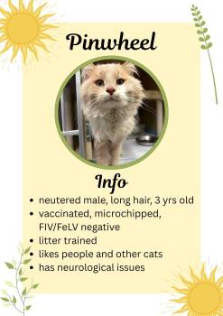 Domestic Long Hair Cats Available for Adoption - Pinwheel | PetCurious