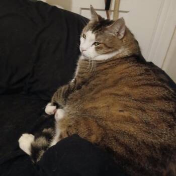 Lucky -  Domestic Medium Hair Cat for Adoption in Philadelphia, Pennsylvania - Lucky | PetCurious