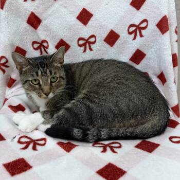 Hoja -  Domestic Short Hair Cat for Adoption in Naperville, Illinois - Hoja | PetCurious