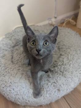 Rescue Domestic Short Hair Cats for Adoption in Bon Air, Virginia - Sparrow | PetCurious