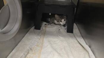 Backup Generator -  Domestic Short Hair Cat for Adoption in Wichita, Kansas - Backup Generator | PetCurious