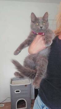 Stormi -  Domestic Short Hair Cat for Adoption in Dorr, Michigan - Stormi | PetCurious