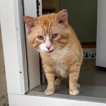 Domestic Short Hair Cats Available for Adoption in Middlebury, Vermont - Clifford | PetCurious